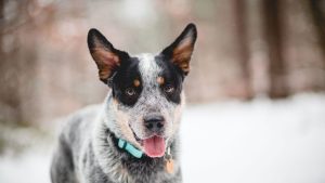 Texas Heeler Mixed Dog Breed Overview and Facts