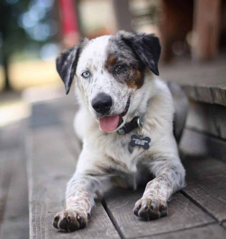 Texas Heeler Mixed Dog Breed Overview and Facts