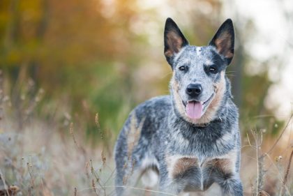 Texas Heeler Mixed Dog Breed Overview and Facts