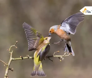 Bird Dander