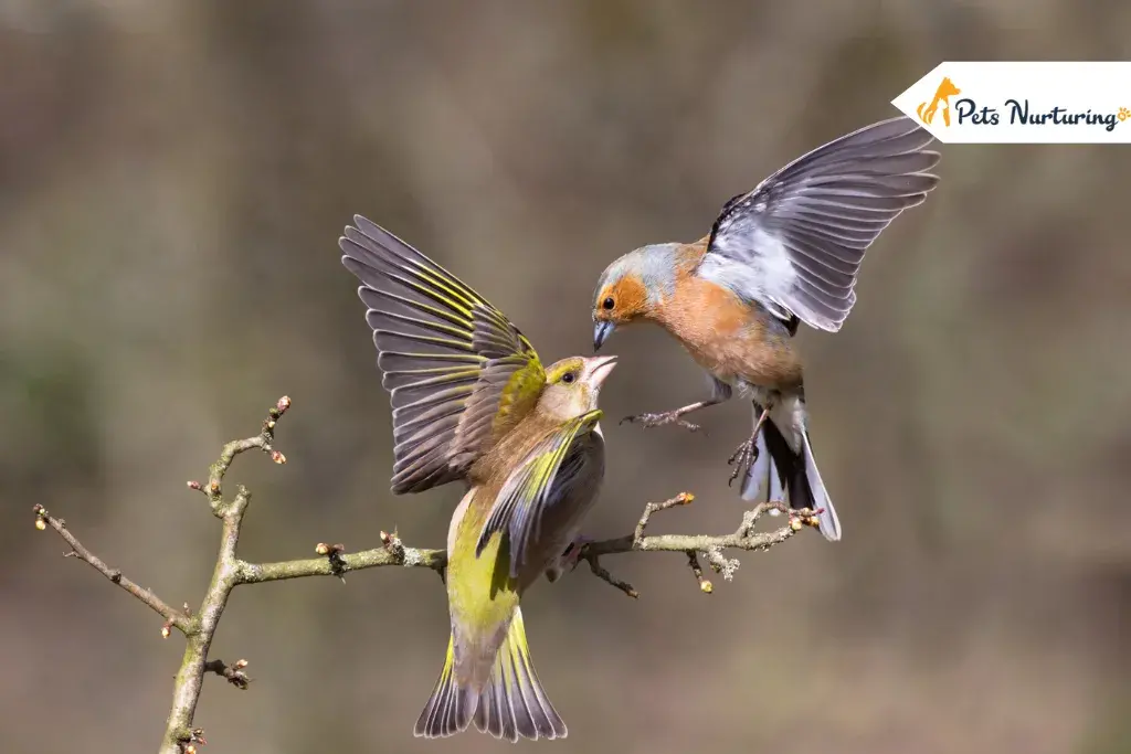 Bird Dander