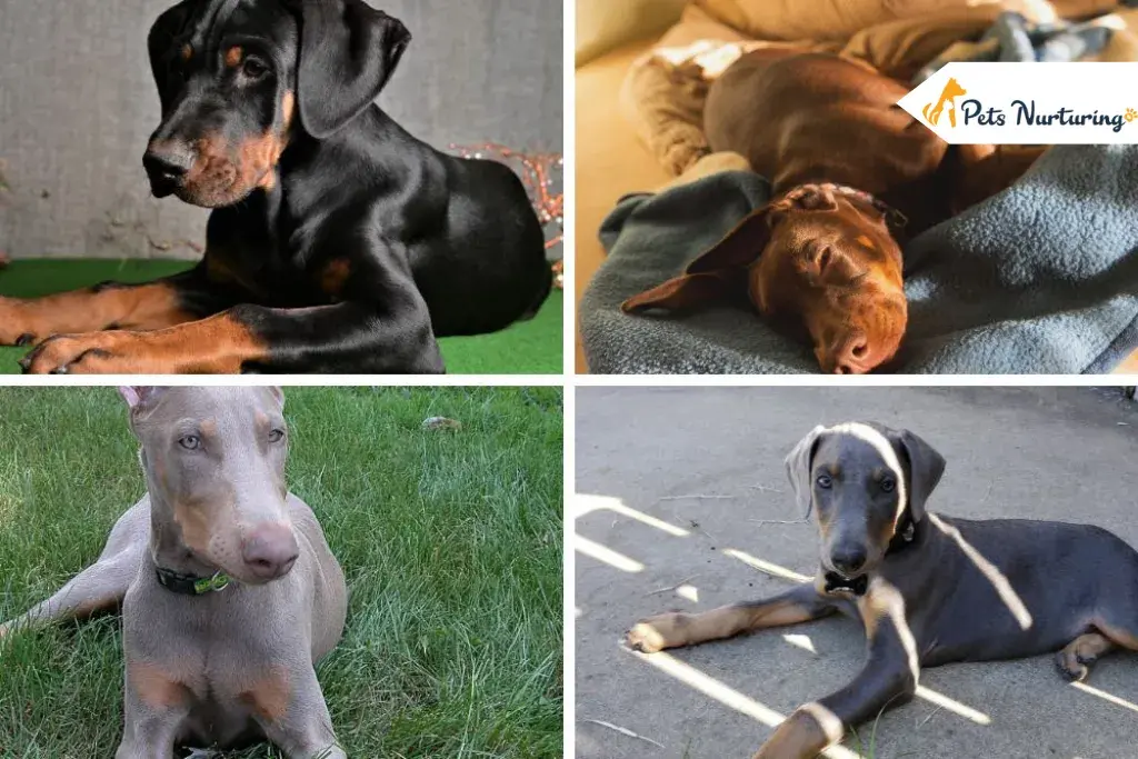Colors of Doberman