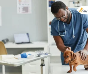 Disability Insurances for Veterinarians