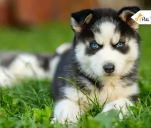 Huskypoo Doodle