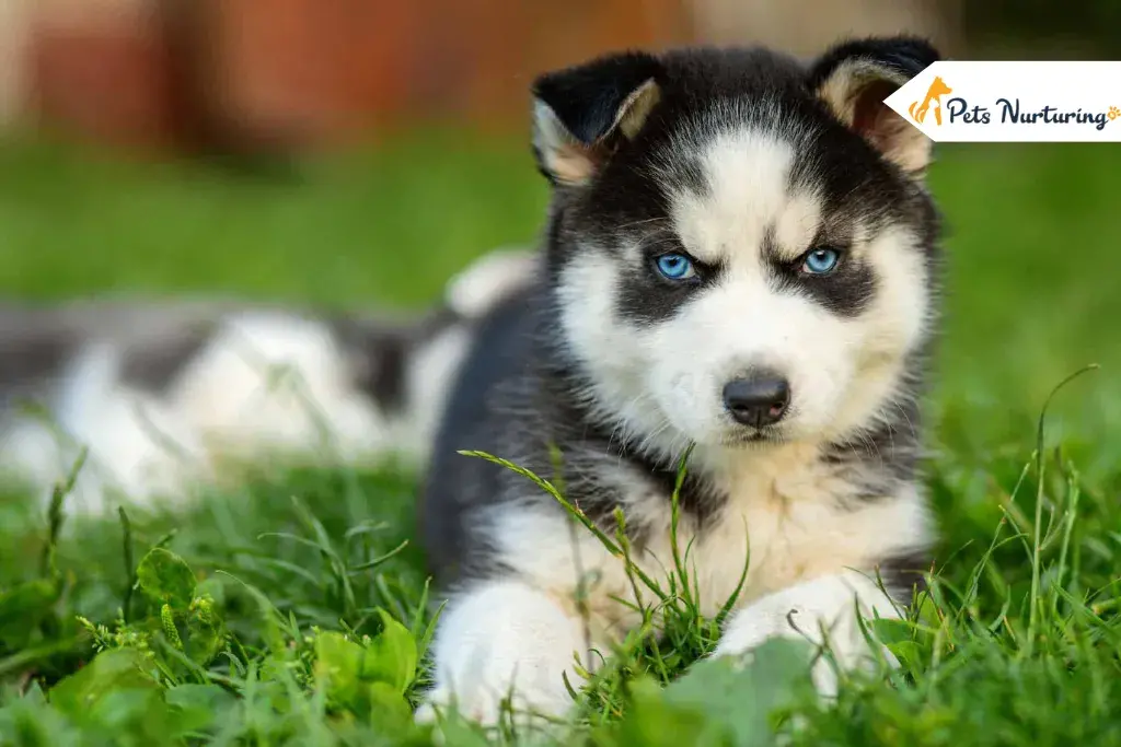 Huskypoo Doodle