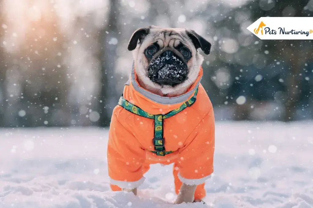 Keep Your Pups Warm