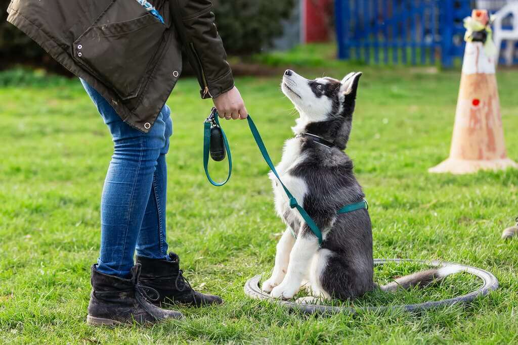 Prolonged Training Sessions to Your Dog