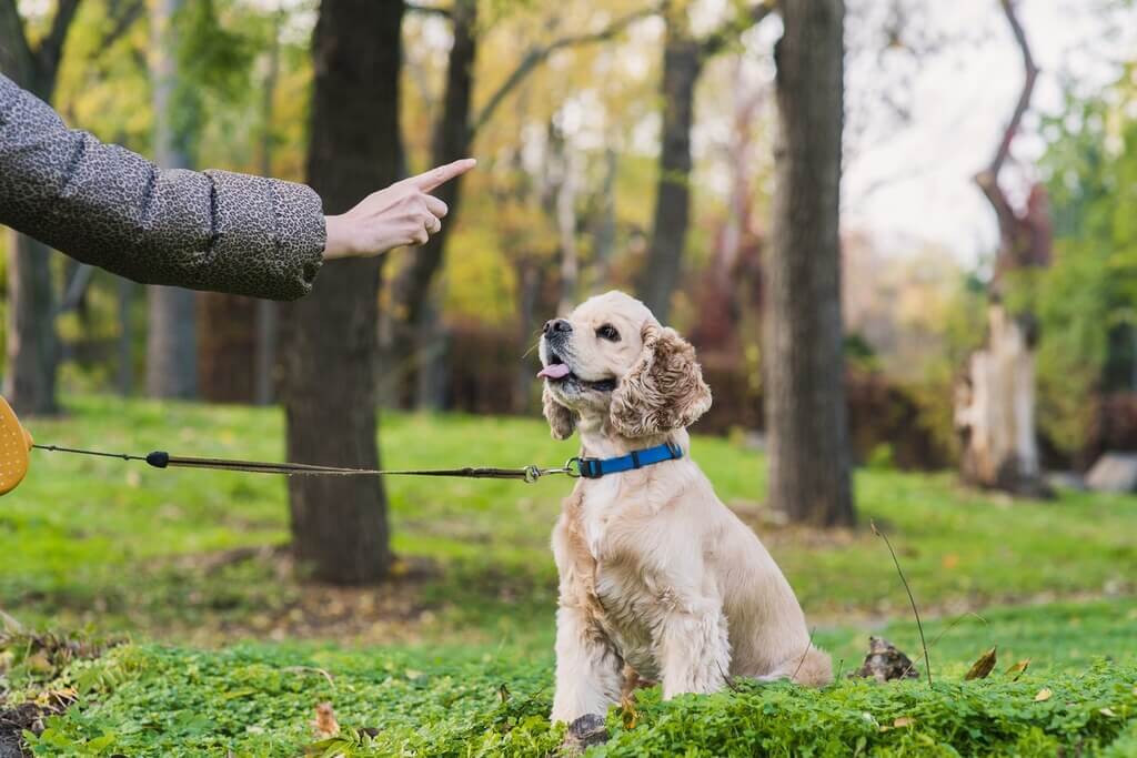 Mistakes To Avoid When Training Your Dog