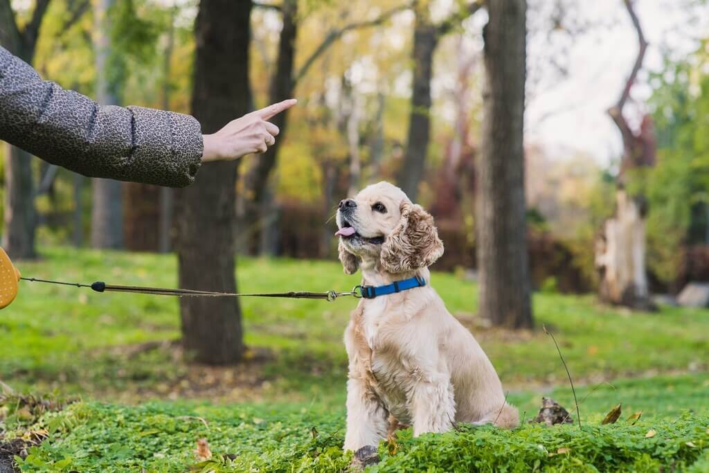 Frustrated Training to Your Dog