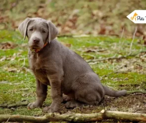 Silver Labradors