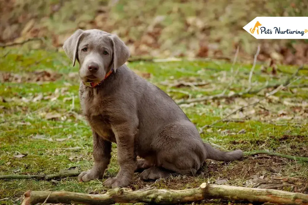 Silver Labradors
