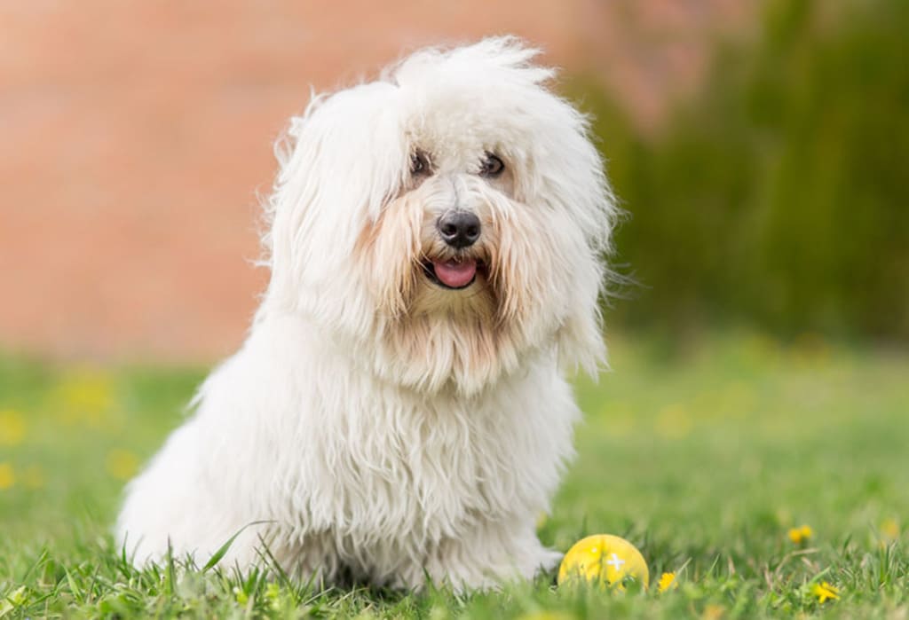 Coton De Tulear