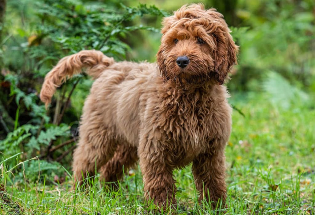 Cockapoo dog breeds