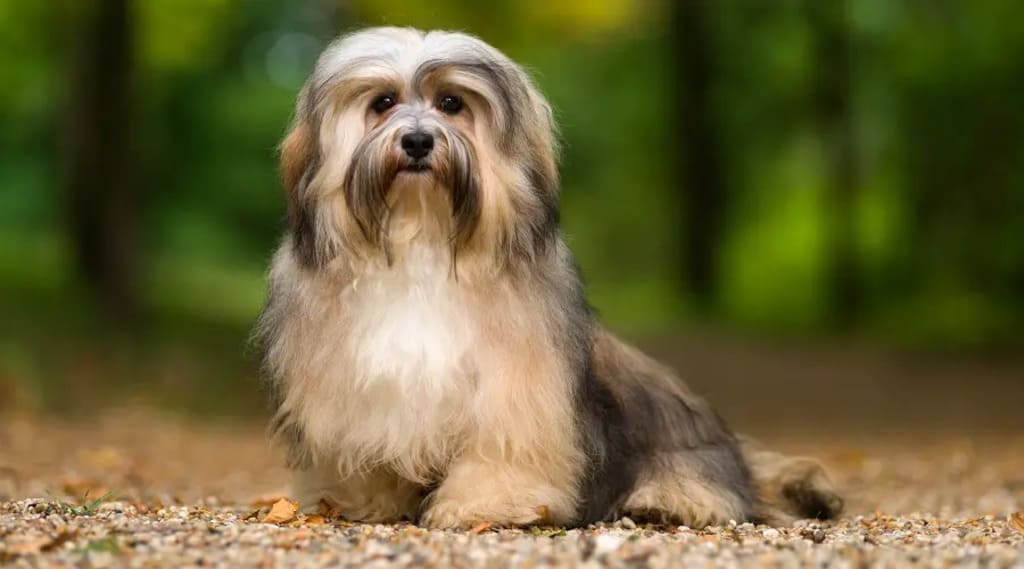 Havanese dog breeds
