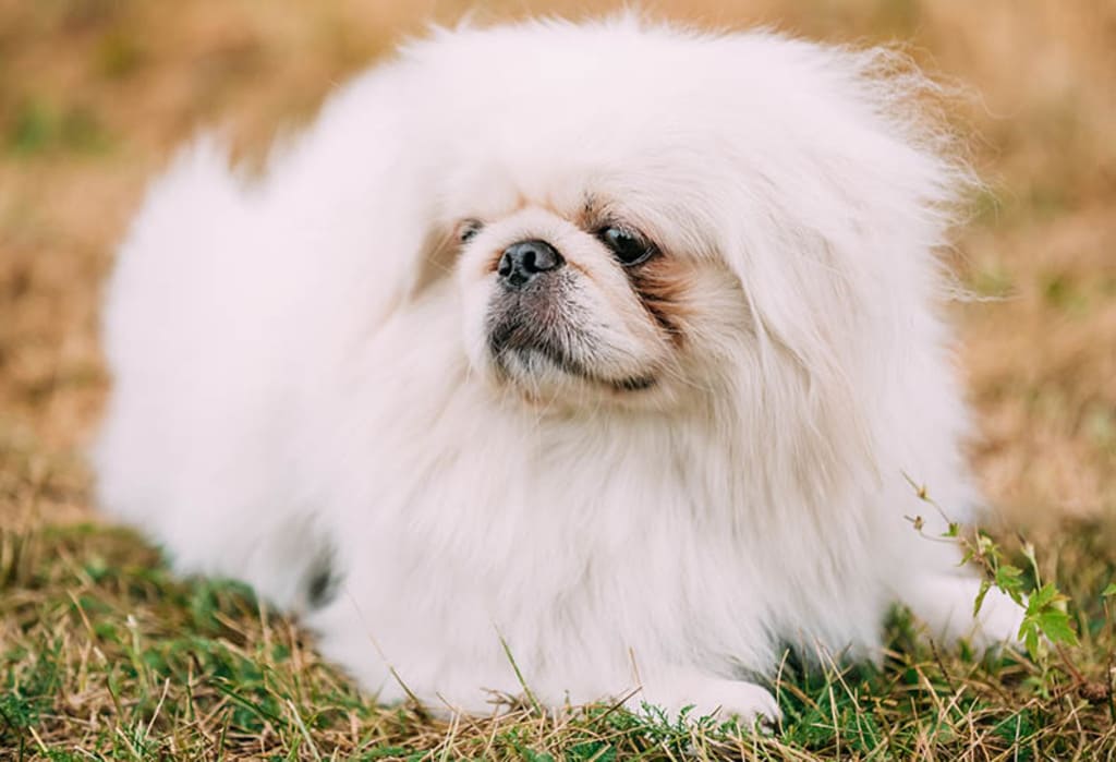 Pekingese dog breeds