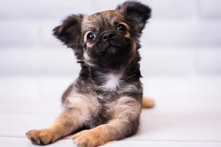 chihuahua dachshund mix puppy