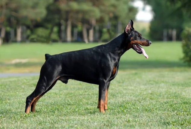 Colors of Dobermans: Black, Red, Blue, White with Photos