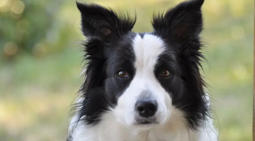 Border Collies a fluffy dog breeds
