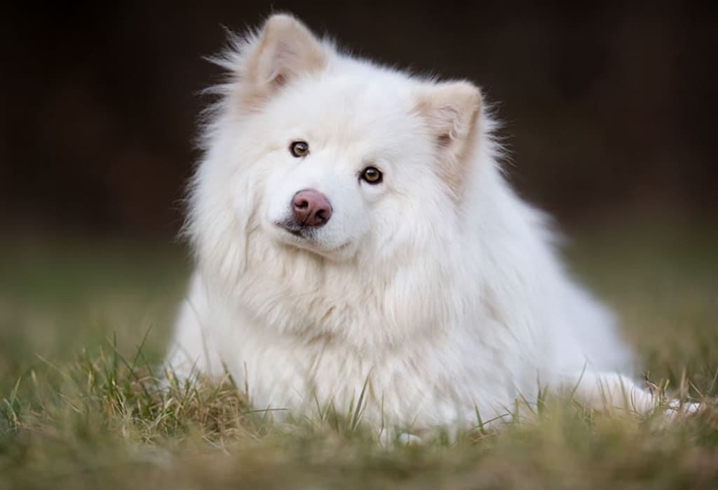 Finnish Lapphund a small fluffy dog breeds
