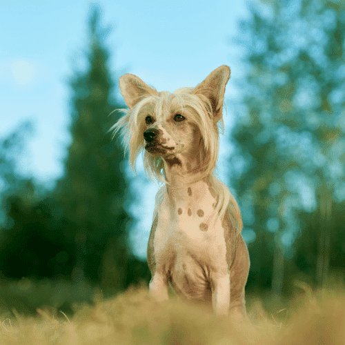 Chinese Crested a fluffy dog breeds