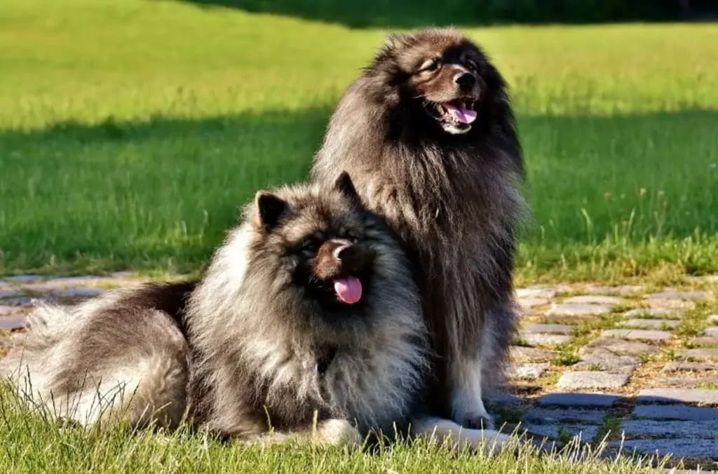 Keeshond a fluffy dog breeds
