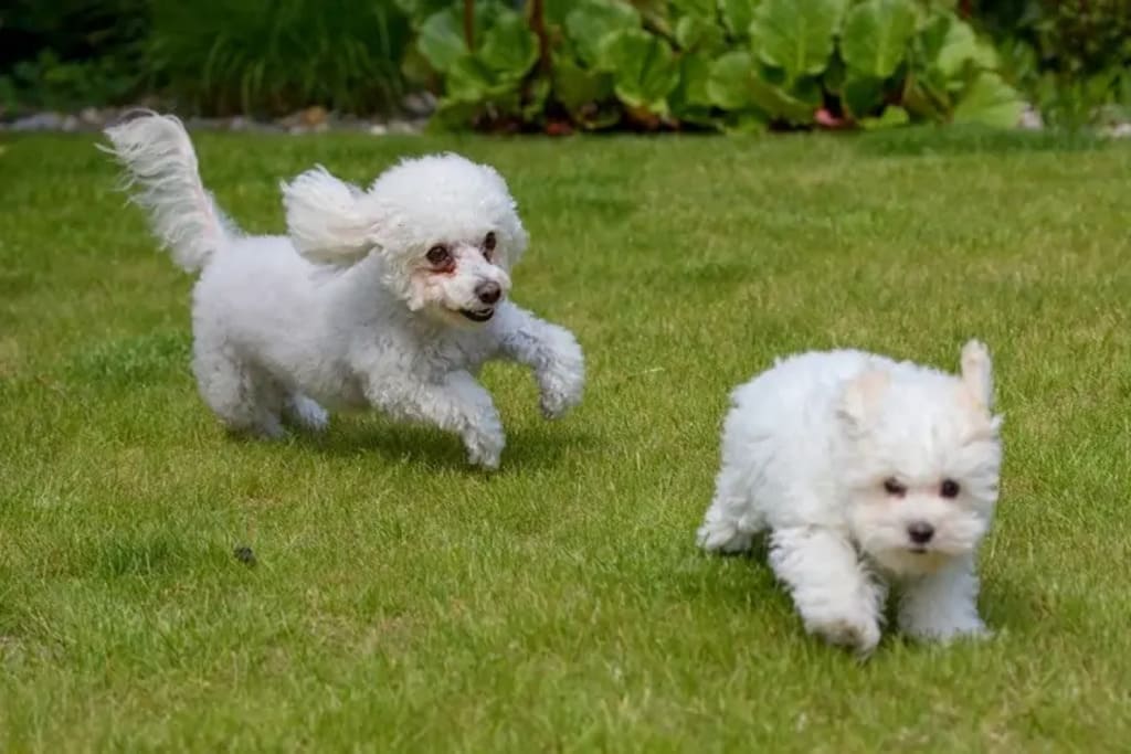 Bolognese a small fluffy dog breeds