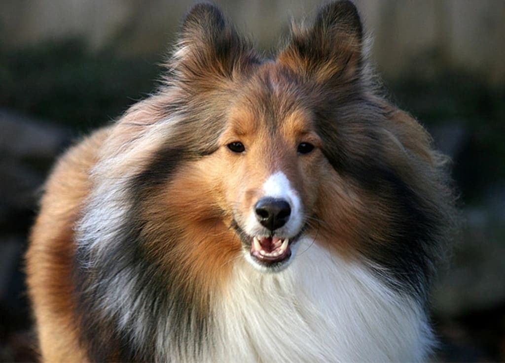 Shetland Sheepdog a fluffy dog breeds