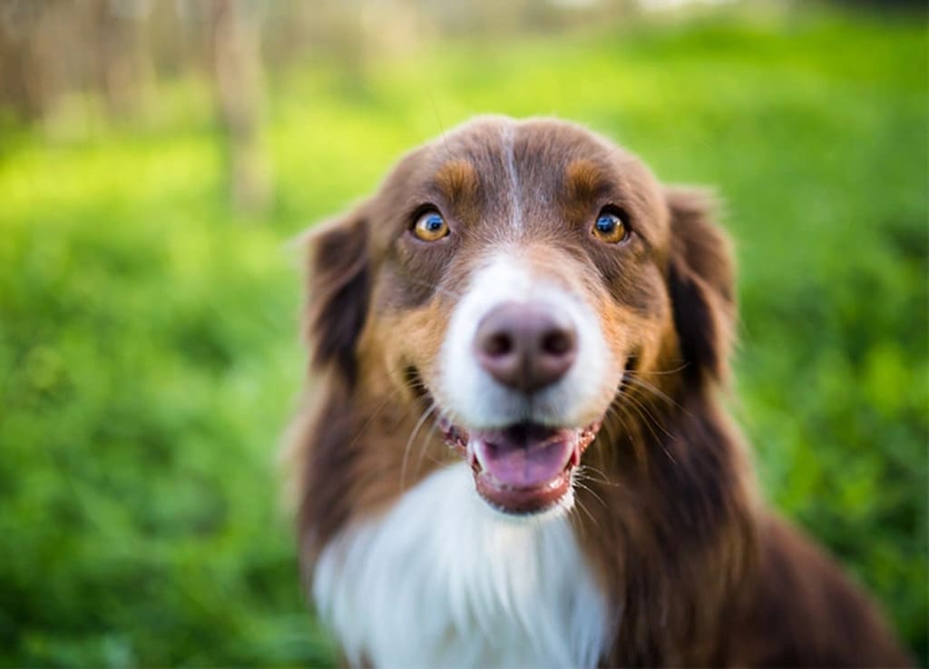 Australian Shepherd a Bigfluffy dog breeds