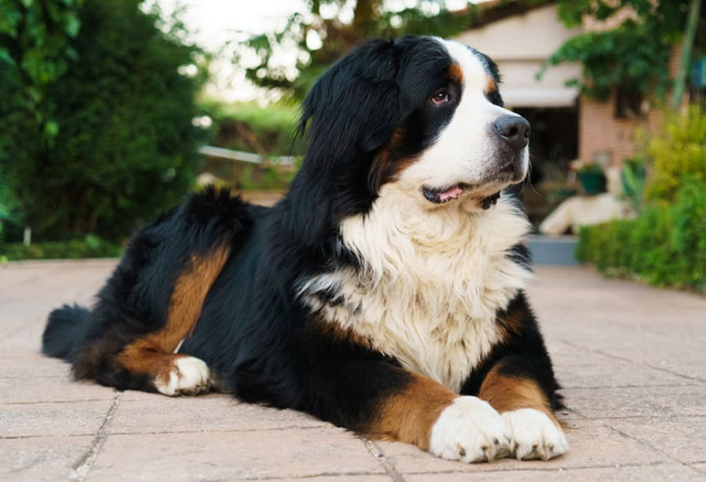 Bernese Mountain Dog a Big fluffy dog breeds
