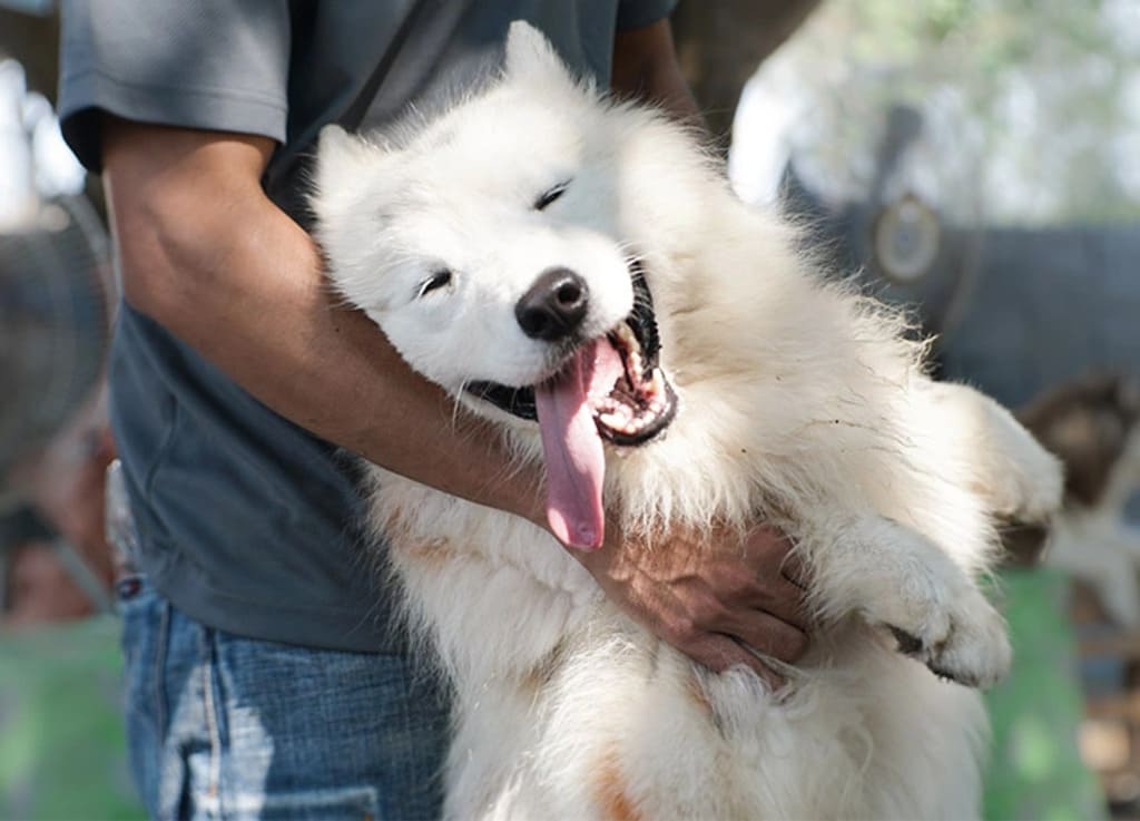 Samoyed a Bif fluffy dog breeds