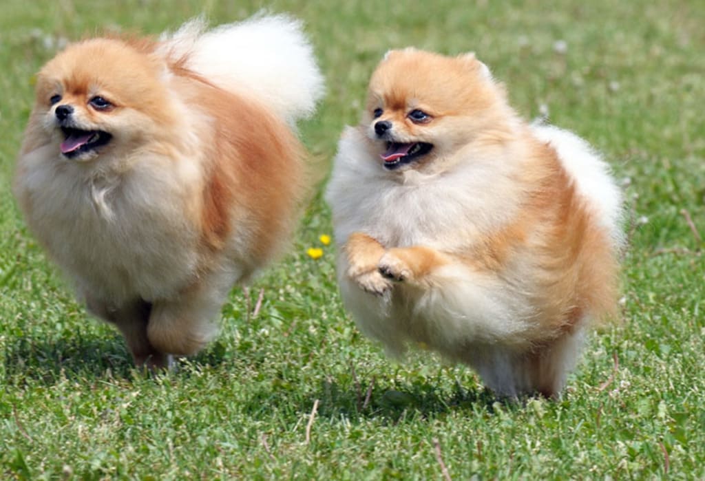 Pomeranian a small fluffy dog breeds