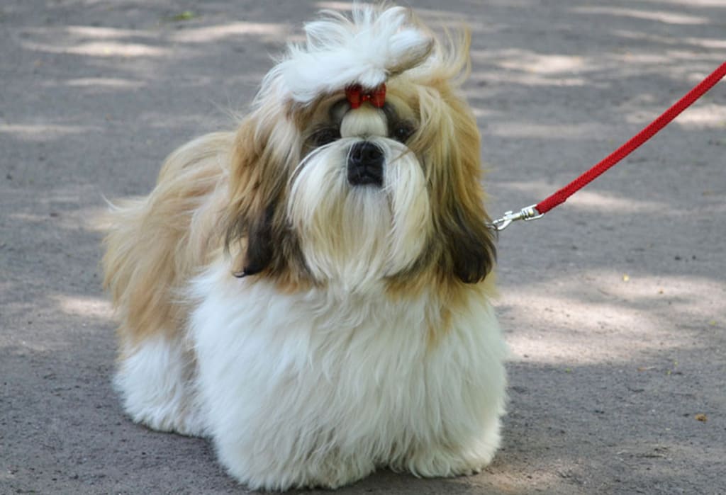 Shih Tzu a fluffy dog breeds