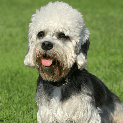 Dandie Dinmont Terrier