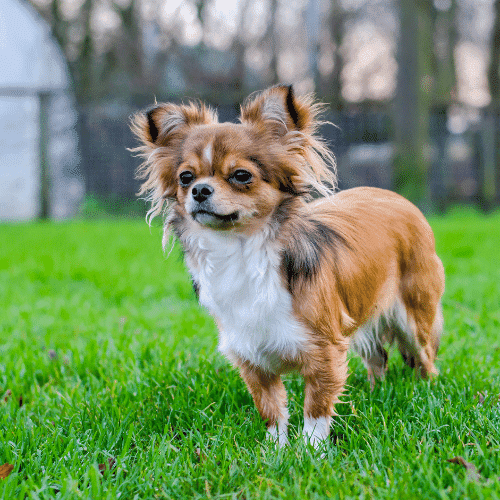 Long-Haired Chihuahua a fluffy dog breeds