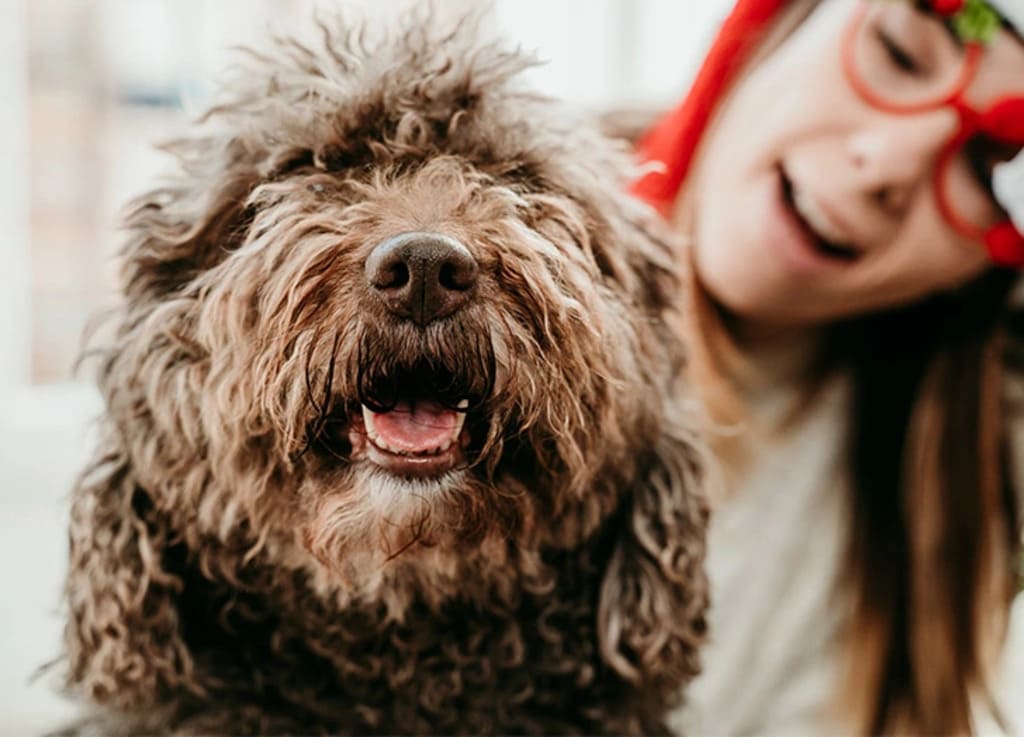 Barbet a fluffy dog breeds