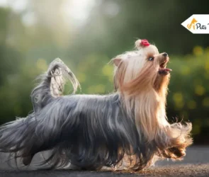 Best Alternatives to Hand Stripping a Dog