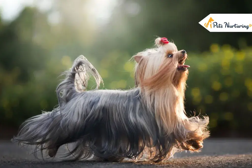 Best Alternatives to Hand Stripping a Dog