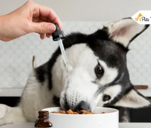 CBD Product For Dogs Health
