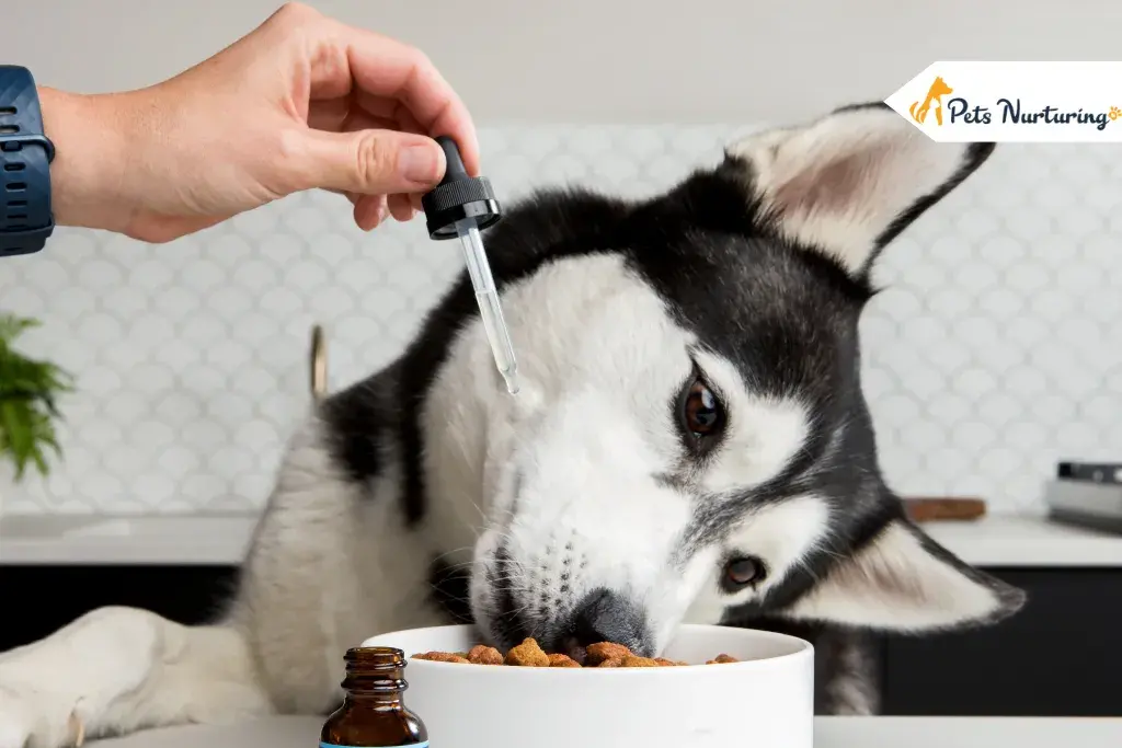 CBD Product For Dogs Health