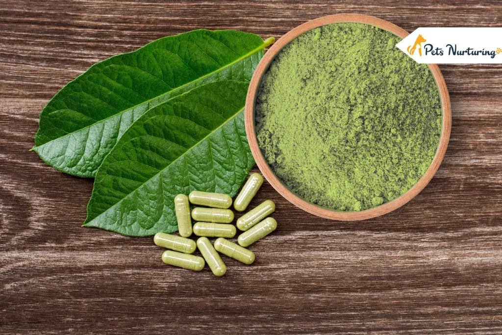 Effect of Kratom for Dog
