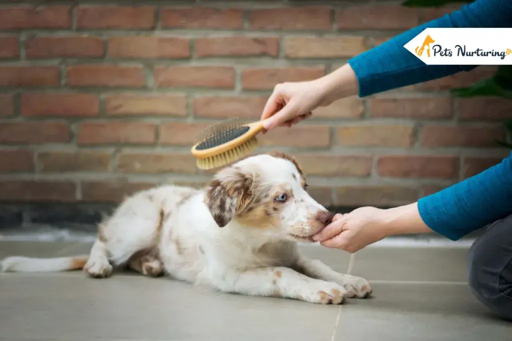 How to Groom Your Dogs at Home