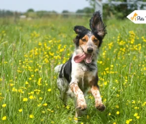 Keep Your Dogs Happy