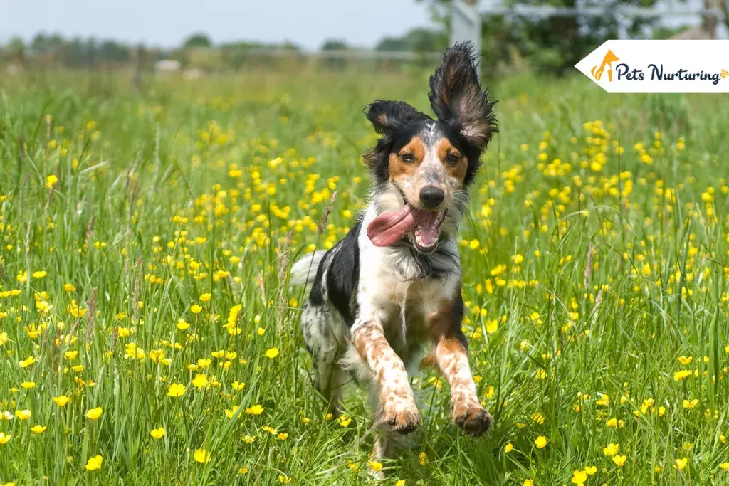 Keep Your Dogs Happy