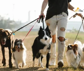 Outdoor Activities You Can Do With Your Dogs