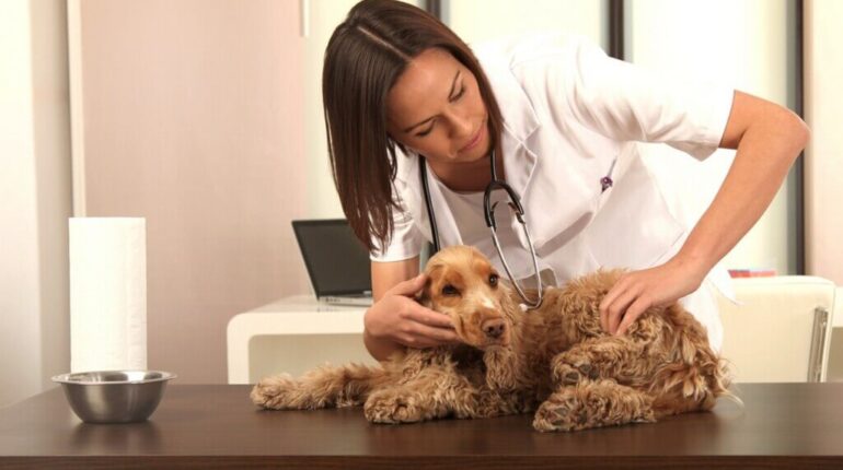 Veterinary Holistic Treatments