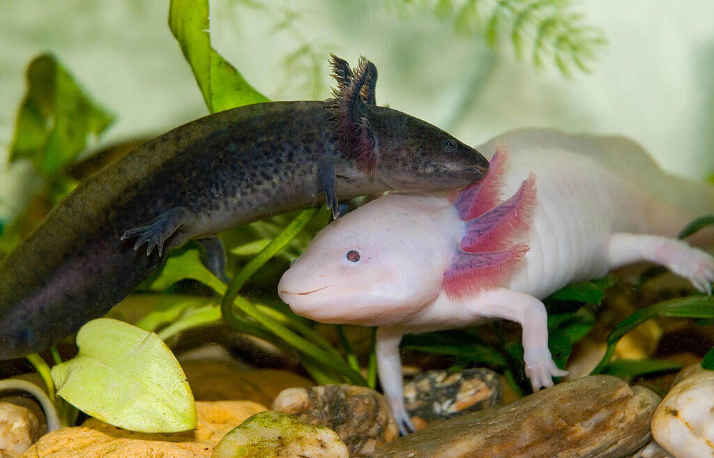all axolotl colors