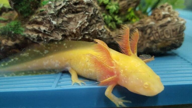 Axolotl Colors: Common & Rare Types of Axolotl Morphs