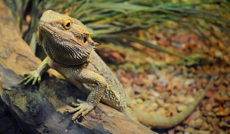 Full Grown Bearded Dragon: Appearance, Size, Diet, & More