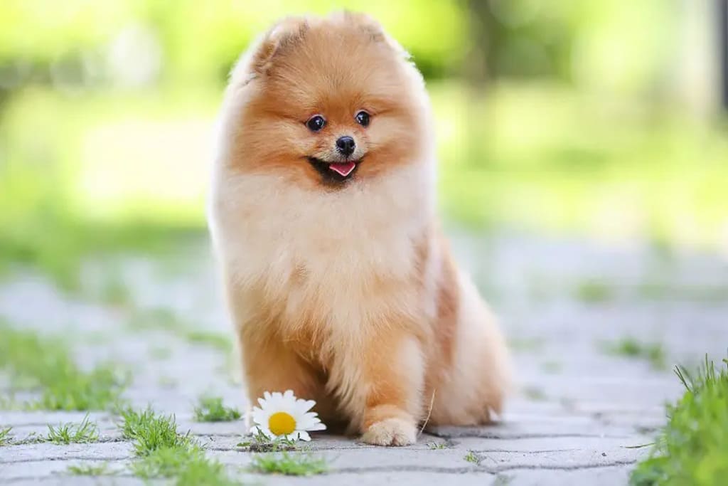 Teacup Pomeranian 12 