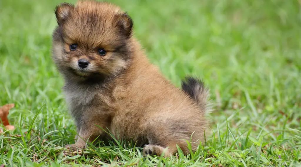 Teacup Pomeranian Dog Breed History, Facts, Costs, Size – Pets Nurturing